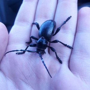 Moneilema gigas 'giant cactus longhorn' female