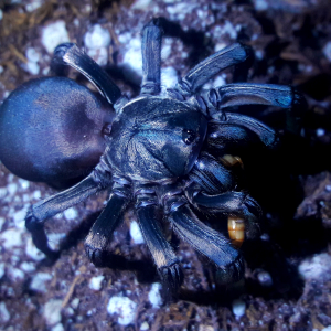 C. longitarsis