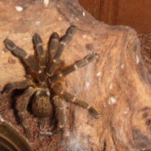 Pterinochilus murinus Tete BCF - Maasai