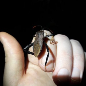 Acanthocephala thomasi -Giant agave bug