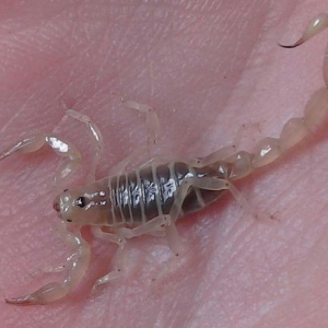 Paruroctonus luteolus 'Golden Dwarf Sand-Scorpion' male