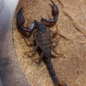 Kovarikia savaryi 'Savaryi's rock scorpion'
