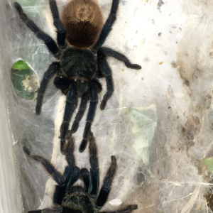 Gbb pairing