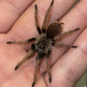 Pamphobeteus ultramarinus - juvenile unsexed