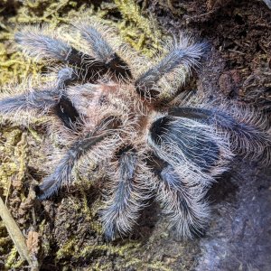 Juvenile male Tlitocatl albopilosus