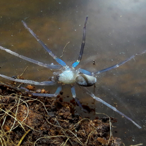 Titiotus gertschi freshly molted