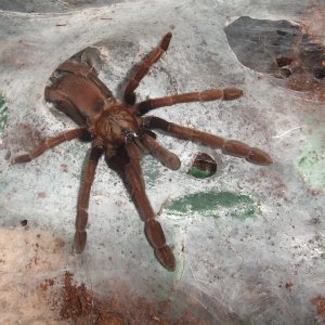 Thrigmopoeus insignis - Sirsi