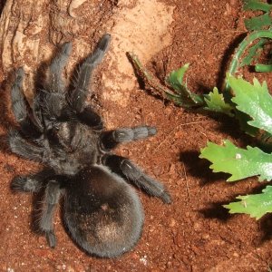 Grammostola pulchra - Massa