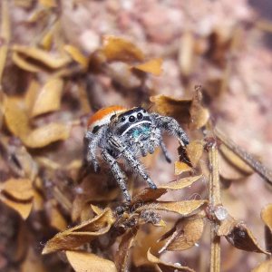 Phidippus californicus high desert morph