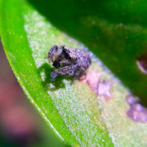 unknown Naphrys sp