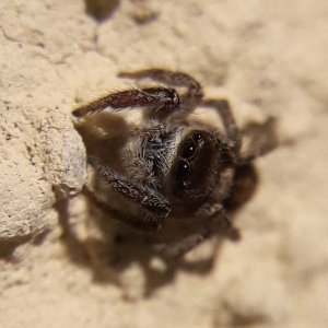 Habronattus schlingeri