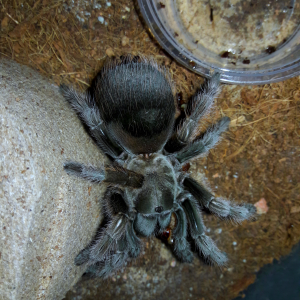 aphonopelma johnnycashi