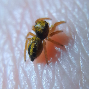 phidippus nikites instar 4