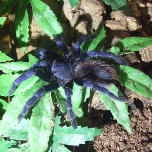 Pterinopelma sazimai - Taino