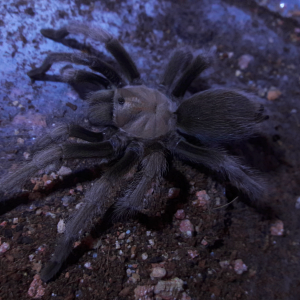 Aphonopelma iodius