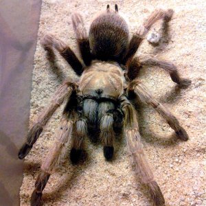 Aphonopelma 'iodius' (colorado desert population)