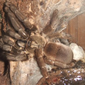 Psalmopoeus reduncus - Coffee