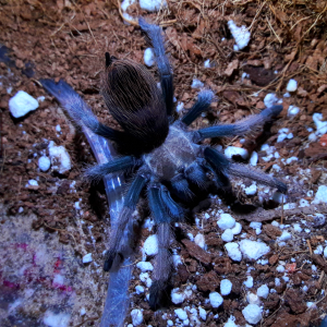 fresh molt