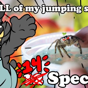 Jumping Spiders! Spider Collection Feature Part 3