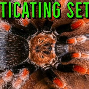 Urticating Hairs - What YOU NEED To Know About Tarantulas!