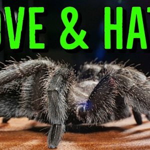 Top 5 Things I LOVE & HATE About Tarantulas!