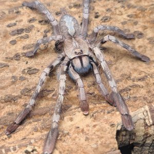 0.1 Poecilotheria vittata , subadult