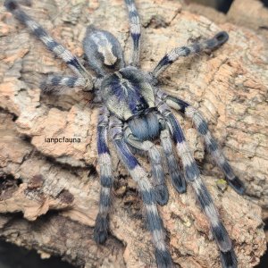 0.1 Poecilotheria formosa