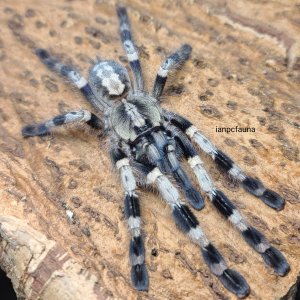 0.1 Poecilotheria miranda