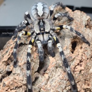 0.1 Poecilotheria regalis