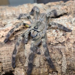 Mature male Poecilotheria regalis