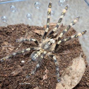 0.1 Poecilotheria subfusca "High land"