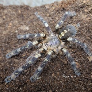 0.1 Poecilotheria subfusca "Low Land"
