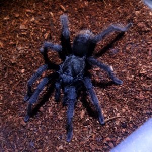 Aphonopelma johnnycashi