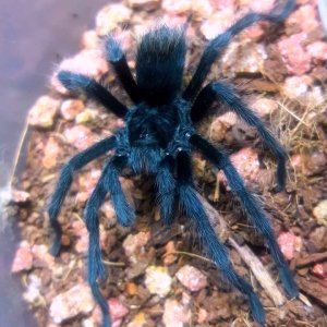 Aphonopelma icenoglei