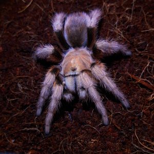 Aphonopelma chalcodes