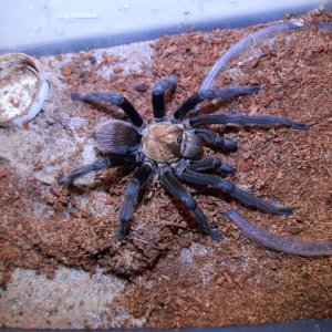 Aphonopelma chalcodes