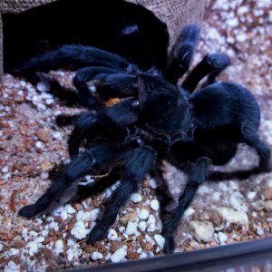 Aphonopelma steindachneri