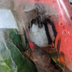 Avicularia avicularia sac