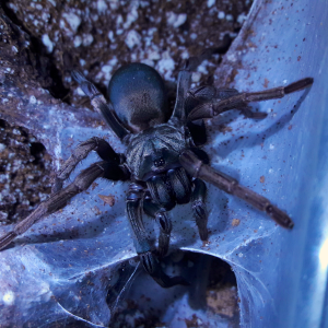 Calisoga longitarsis with eggsac