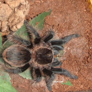 Tliltocatl albopilosum Honduran - Lempa