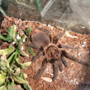 Phormictopus auratus - Jiqui