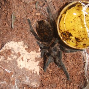 Plesiopelma longisternale - Toba