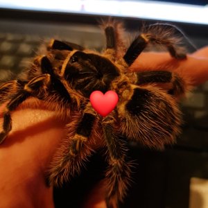 Bumble (G.Pulchripes)