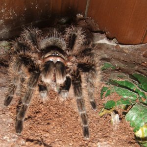 Tliltocatl albopilosum Honduran (AF) - Tinto