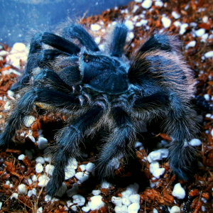 Aphonopelma marxi