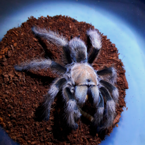 aphonopelma chalcodes