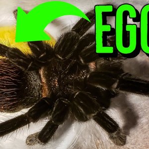 MY TARANTULA LAID EGGS - Making Of An Egg Sac