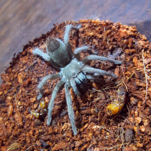 Aphonopelma saguaro