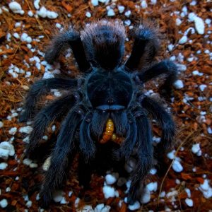 aphonopelma marxi