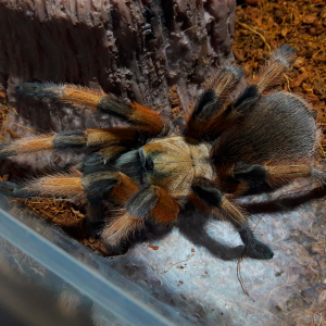 Aphonopelma moderatum